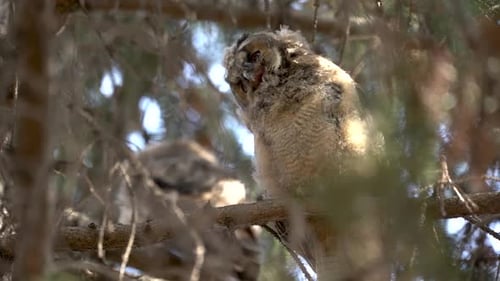 Two Baby Owls Perched in a Tree