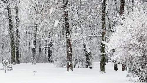 A Snowstorm in a Winter Public Park It is Snowing Heavily Snowflakes are Slowly Falling Tree