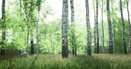 Lush Green Forest with Tall Birch Trees Under Soft Natural Light