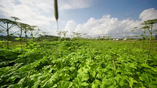 Giant Hogweed Plants Growing in a Field with a City Skyline in the Background