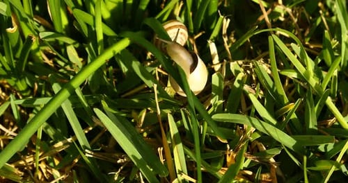 Dies ist ein Video von einer Schnecke, die am frühen Morgen durch das Gras kriecht.