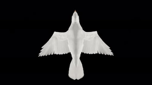 Paloma romántica, paloma blanca, bucle volador, vista aérea de cerca desde arriba, canal alfa, 4K