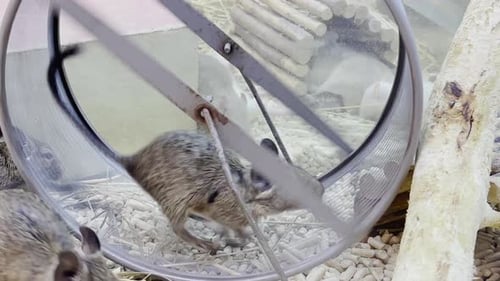 Deegu Running on Wheel in Pet Cage