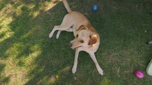 Dog Resting on a Green Lawn