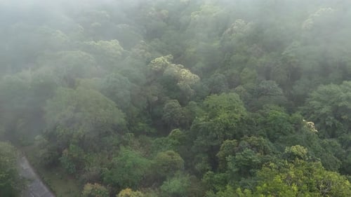 Aerial view of the forest nature.