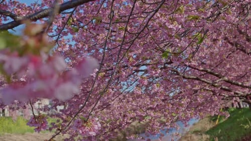 Unter dem Kirschblütendach mit Blick auf den ruhigen, reflektierenden Kanalfrühling Japans