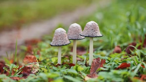 Mushrooms Growing in the Wild