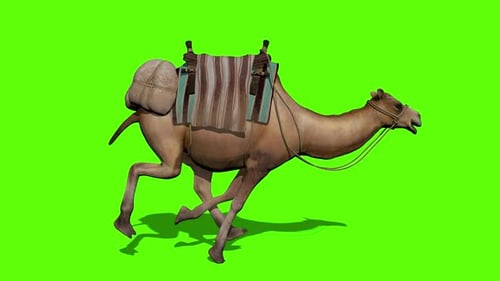 Camel caravan run on green screen background