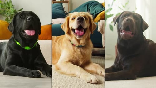 Dog Face Close Up Portrait Collage Happy Dogs Portraits Multi Camera Editing