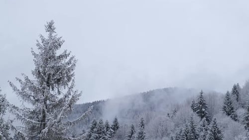 Fogs and Clouds in Winter Ukrainian Carpathians with Snowcovered Trees and Mountain Peaks