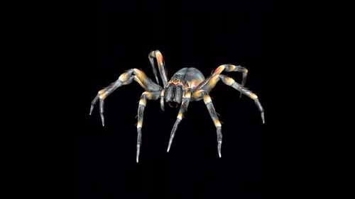 Spider Run Idle