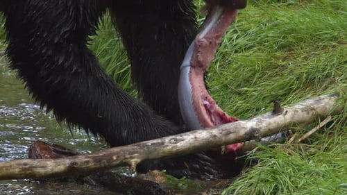 Brown Bear Eating Fish in Wilderness Stream