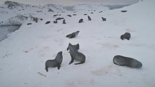 Seal Colony Aerial View Antarctic Wildlife Fur Animal Group