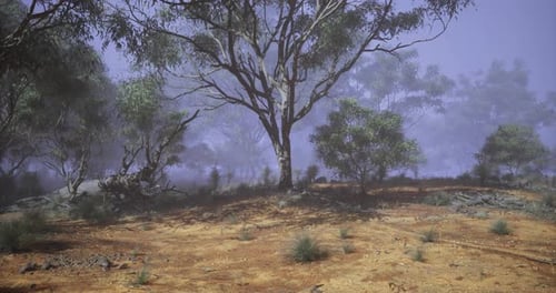 Misty Eucalyptus Forest in Australian Outback with Ethereal Fog