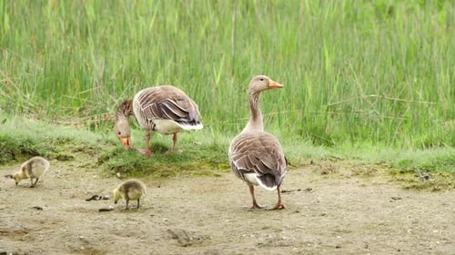 Greylag geese with newborn goslings grazing on grass by dirt road.