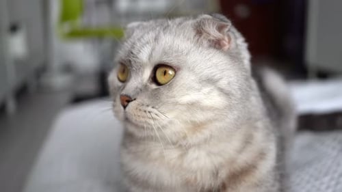 a Fluffy Gray Cat of the Scottish Fold Breed Turns His Head and Winks Lying on the Sofa on a White