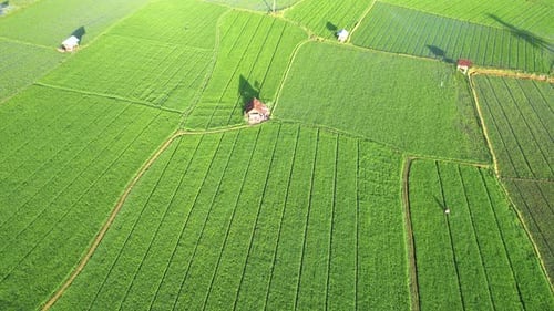 Beautiful agriculture in rice fields