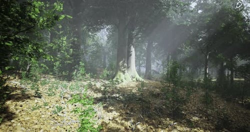 Sunlight Filters Through a Dense Forest Creating a Mystical Atmosphere