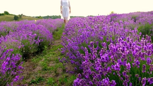 Woman in a Lavender Field