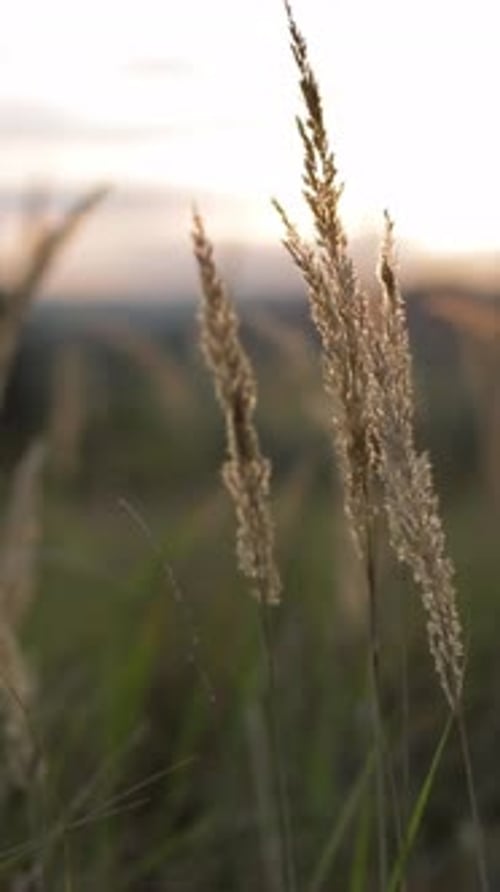 Dry Grass in a Field at Sunset Closeup Vertical Video