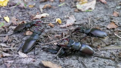 Stag Beetles Crawling on Forest Floor