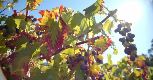 Hanging Grapes In Vineyard, Grapes On The Vine