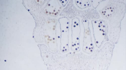 Stained stem of monocotyledon transverse section under microscope bright field view