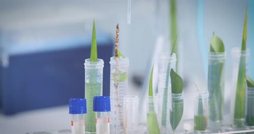 Scientists reviewed test tubes with organic plants, herbs and liquids in transparent podium holder i