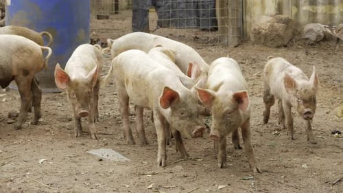Young pigs in a pen on a farm