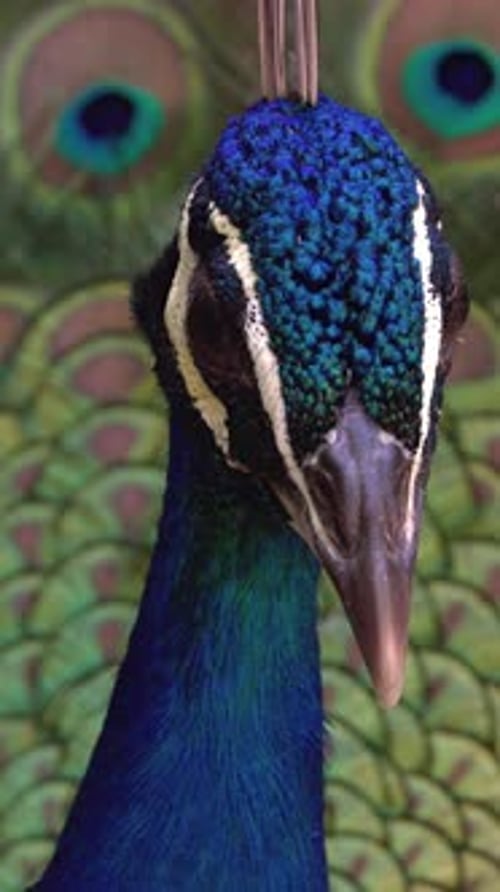 Elegant Peacock Head with Bright Plumage