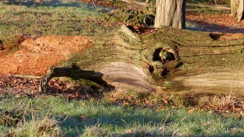 Left To Right Close Up Shot Of A Fallen Rotten Oak Tree With Missing Bark And Covered In Moss In