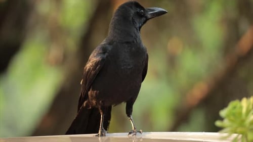 Eine große Schnabelkrähe aus einem Vogelbad