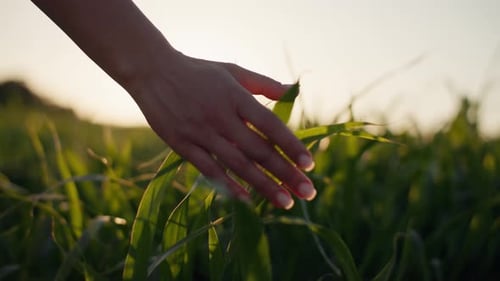 Closeup of a Woman's Hand Touching the Grass in a Field at Sunset