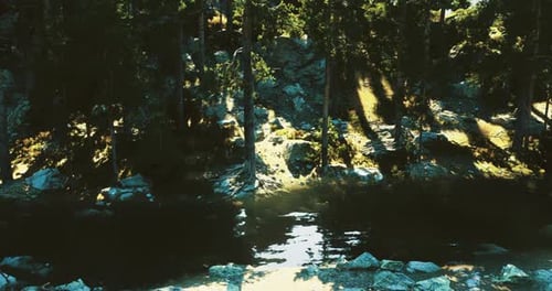 Forest Stream with Dynamic Sunlight and Shadow Movement
