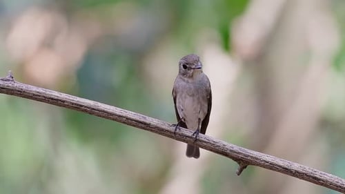 The Asian Brown Flycatcher is a small passerine bird breeding in Japan, Himalayas, and Siberia; migr