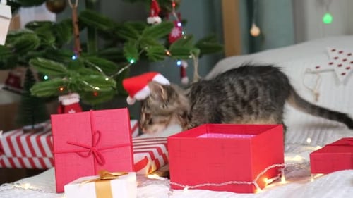 Kitten Wearing Santa Hat Near Christmas Gifts