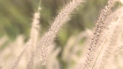 Beautiful in nature of wild grass, warm natural light, close up the wild grass.