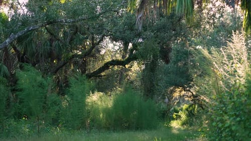 Selvas subtropicales de Florida con palmeras verdes y vegetación silvestre en el sur de EE. UU. Densas