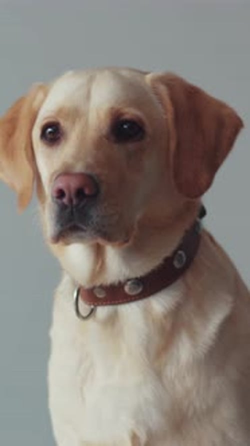 Adorable Golden Labrador Dog Close Up Portrait