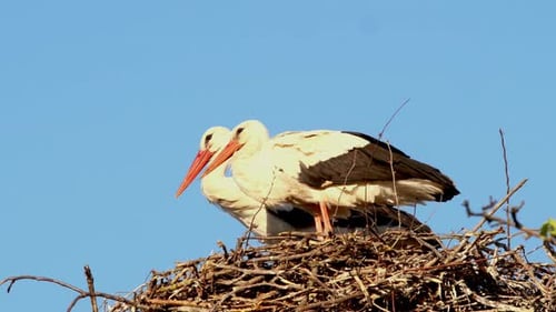 White Stork Ciconia Ciconia Couple in Nest in Courtship Period at Mating Season