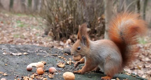A forest squirrel picks up cookies and nuts from a tree stump.