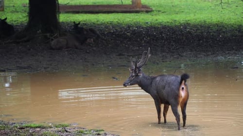 promenades entre cerfs