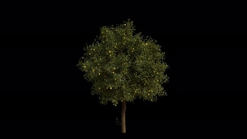 Schwankender Zitronenbaum in Windschleifenanimation mit Alpha-Kanal. Der Wind weht den Zitrus-Limonenbaum