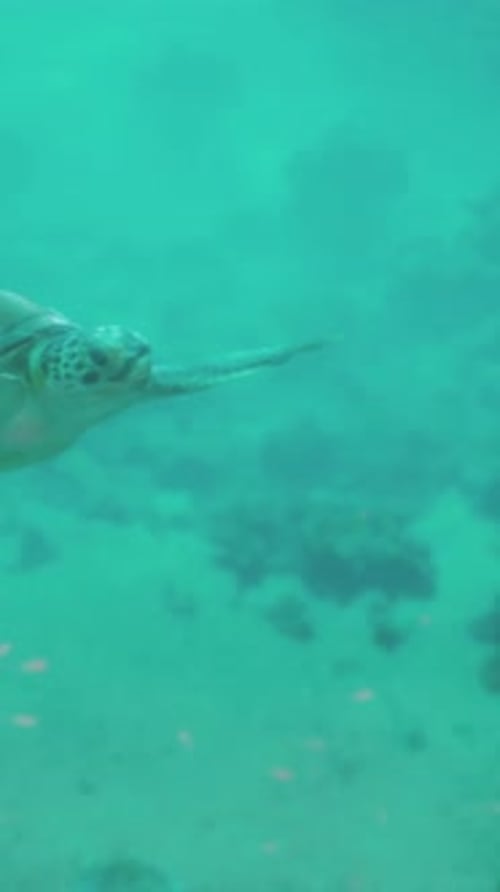 A Turtle Swimming in the Water Near Rocks
