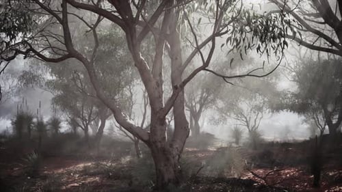 A Dense and Misty Forest Landscape with Towering Trees