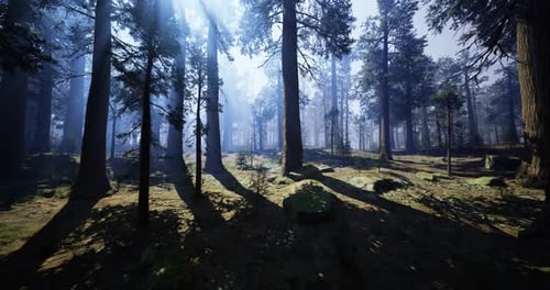 Sunlight Streaming Through Towering Trees in Serene Forest Landscape