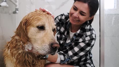 Woman Baths Golden Retriever in Shower at Home