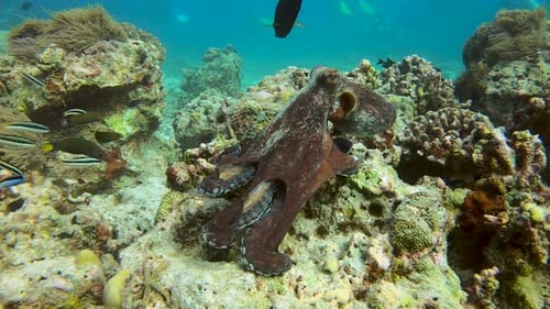 Octopus hunting on tropical reef then swims away. Fish everywhere and some scuba divers in backgroun