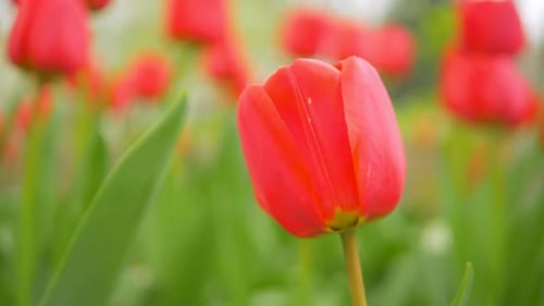 Red Tulips Flowers in Field
