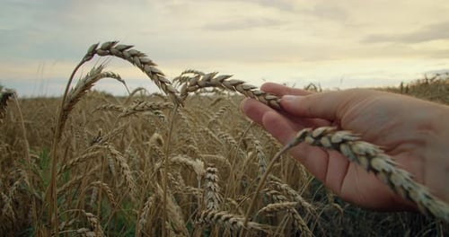Agronomist Hand Touch Spikelets Wheat Field
